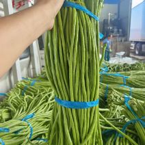 优质豆角品质保证豆条均匀对接电商市场商超等各类