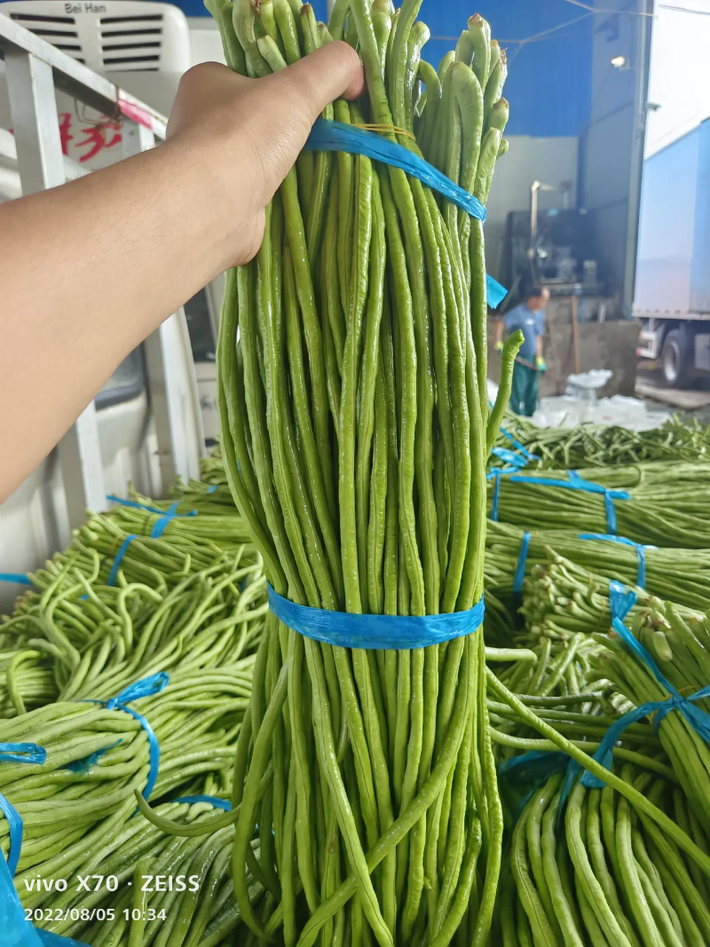 优质豆角品质保证豆条均匀对接电商市场商超等各类