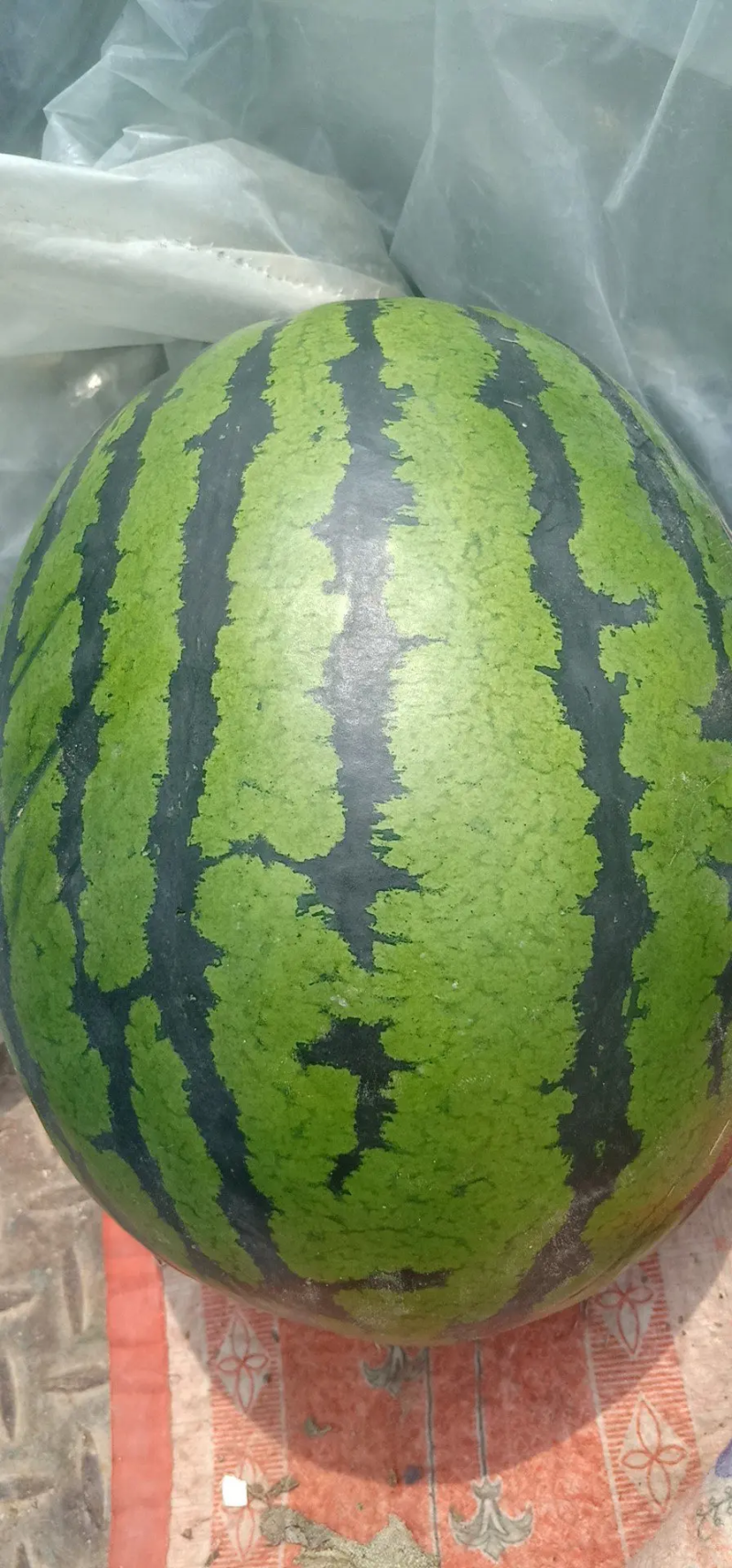 精选甜王西瓜个头大大红瓤含糖量高口感好耐运输
