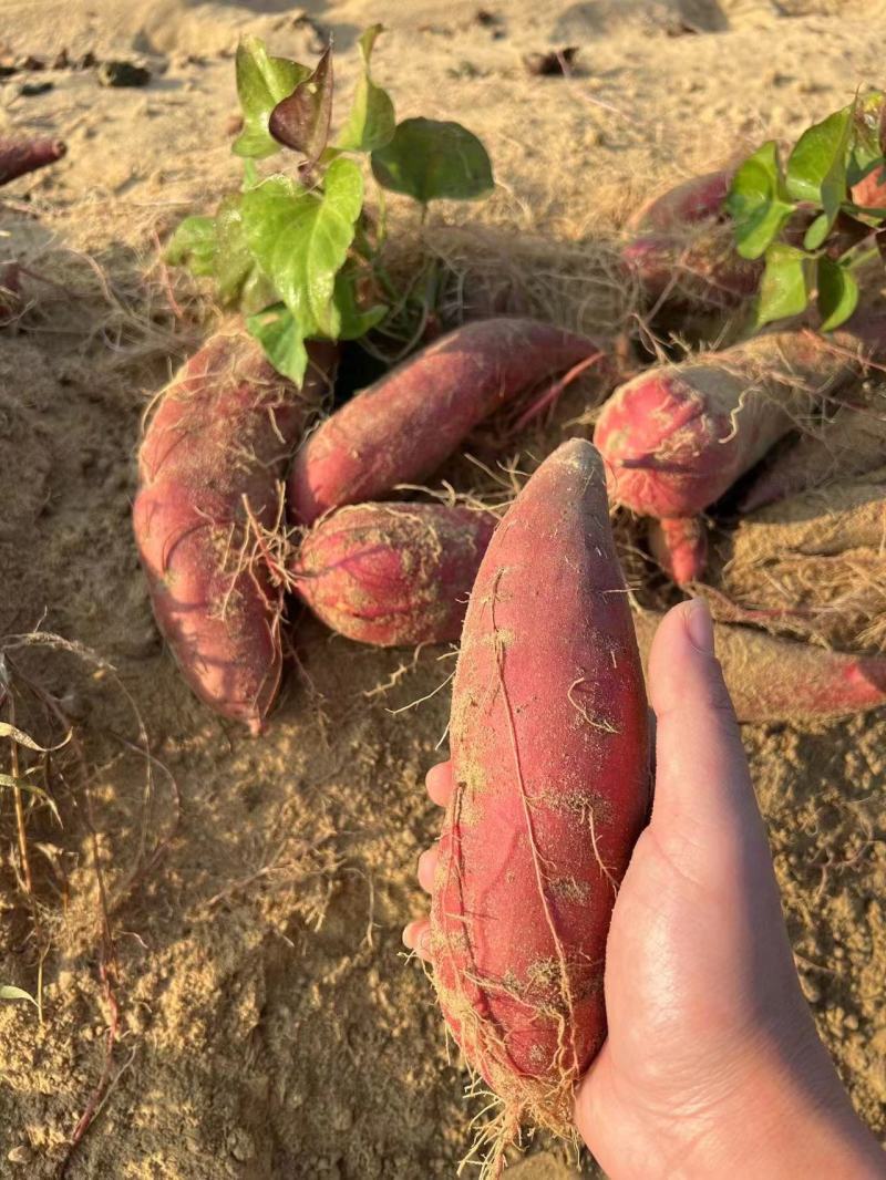 大量自家红心蜜薯红薯新鲜板栗烤地瓜糖心小番薯沙地农家