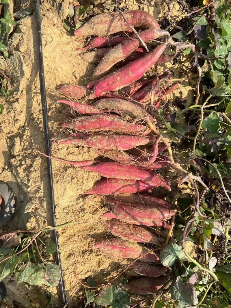 大量自家红心蜜薯红薯新鲜板栗烤地瓜糖心小番薯沙地农家