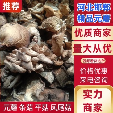 河北邯郸元蘑条菇平菇凤尾菇量大从优