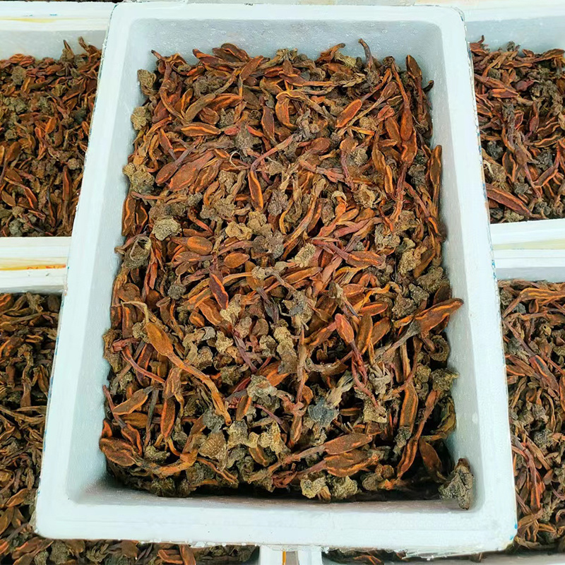 云南回春草不老草泡水顶天柱干货大货批发量大价优