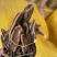 云南回春草不老草泡水顶天柱干货大货批发量大价优