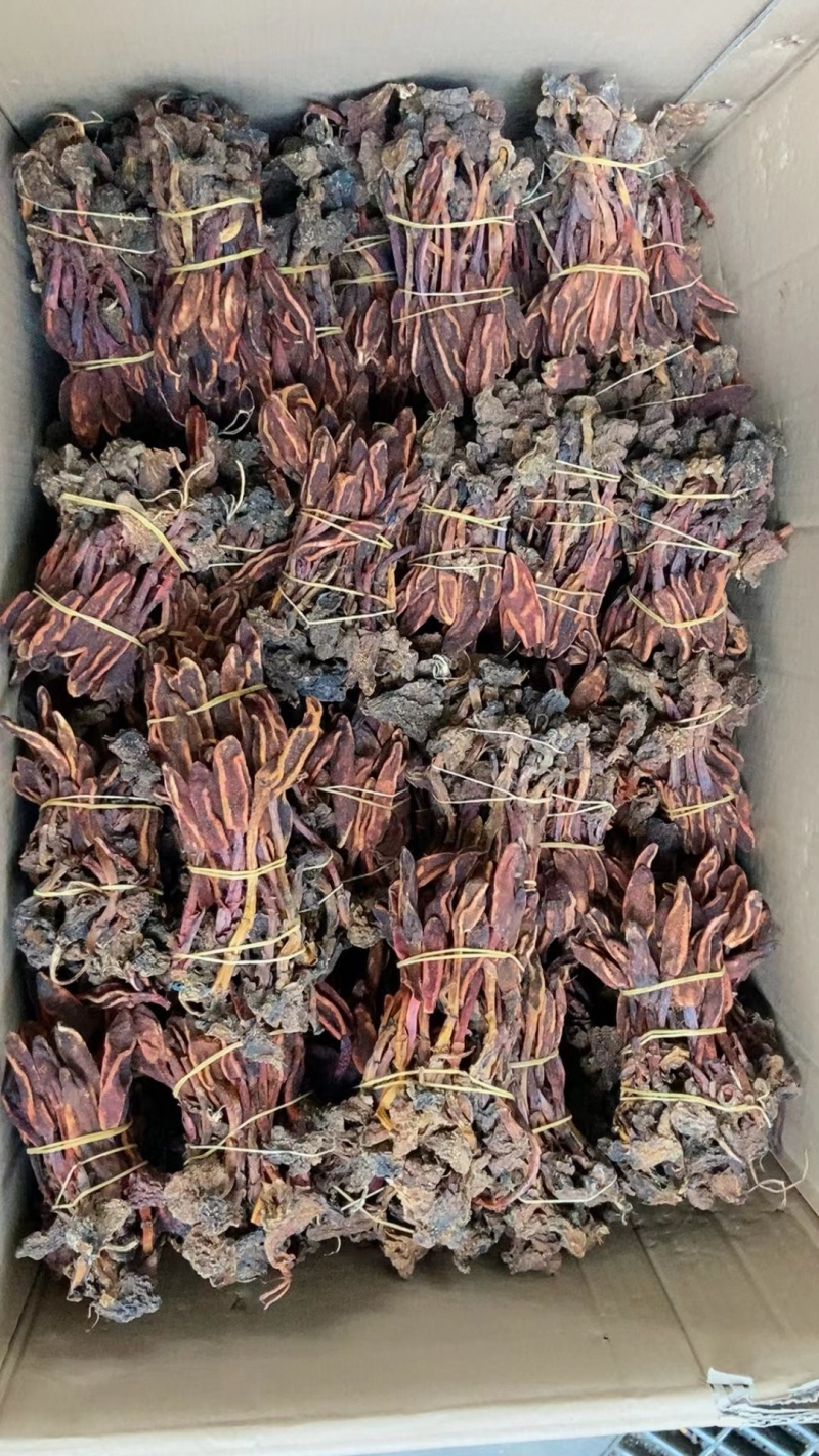 云南回春草不老草泡水顶天柱干货大货批发量大价优