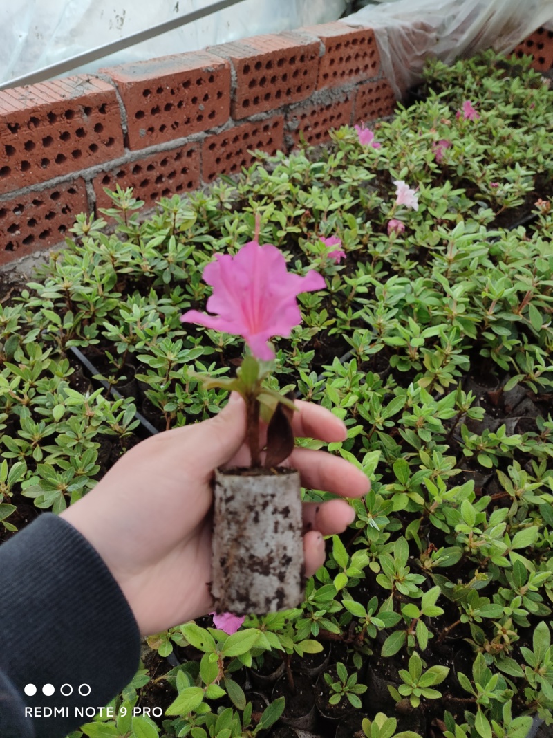 四季杜鹃