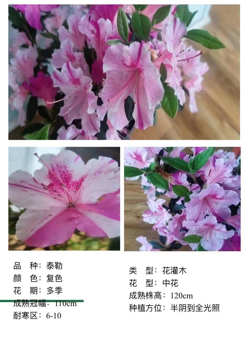 四季杜鹃