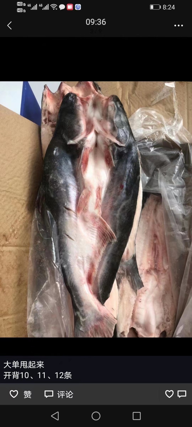 【牛商优选】开背巴沙鱼进口原条鱼一手货源对接餐厅欢迎选购
