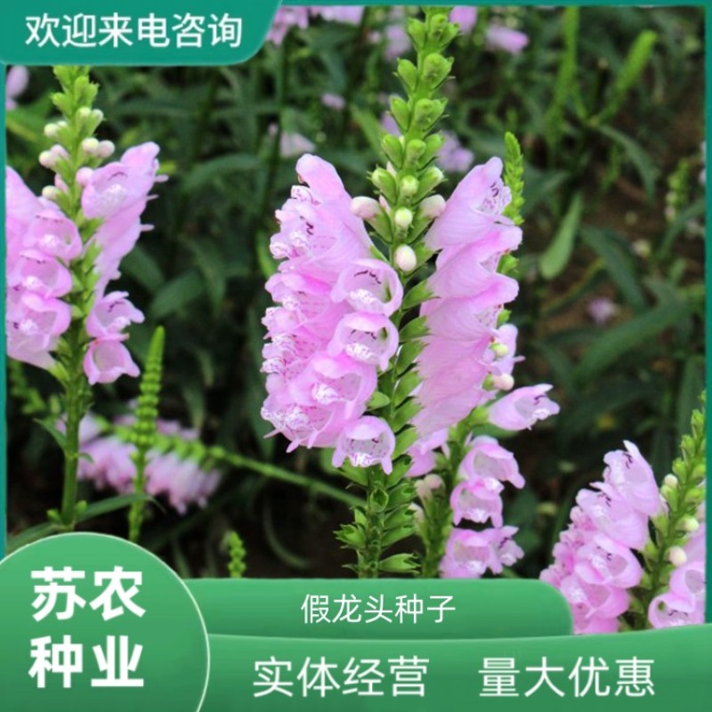 假龙头种子绿化花籽四季易活露地被植物花坛摄影背景花境花籽
