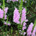 假龙头种子绿化花籽四季易活露地被植物花坛摄影背景花境花籽