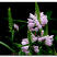 假龙头种子绿化花籽四季易活露地被植物花坛摄影背景花境花籽