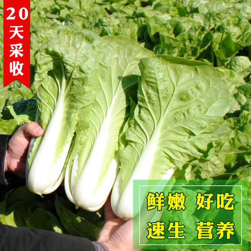 奶油快菜种子早熟高产小白菜种籽四季快速生耐热耐湿