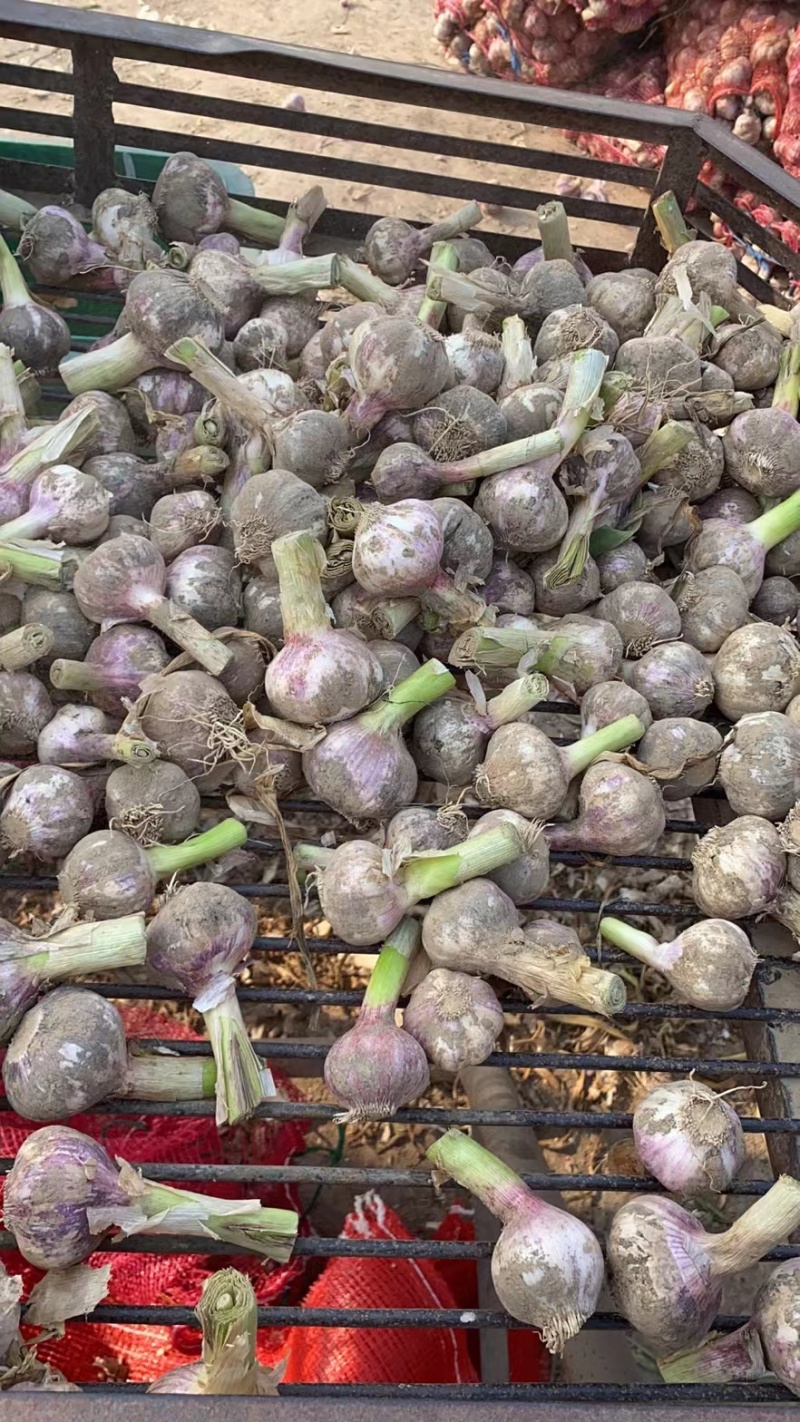 宁陵大蒜精品大蒜一手货源，价格有优势，产地货源充足