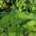 藿香种子食用藿香叶种籽散装新藿香苗四季种植盆栽炖鱼香料草