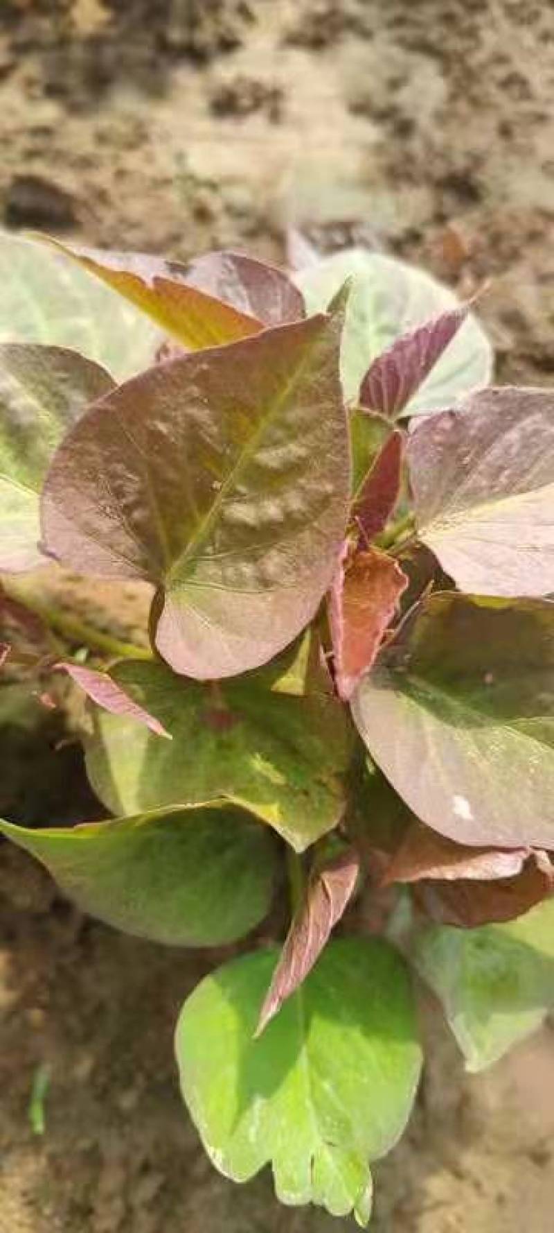 精品红薯苗蜜薯苗甜度高抗病性强高产欢迎咨询