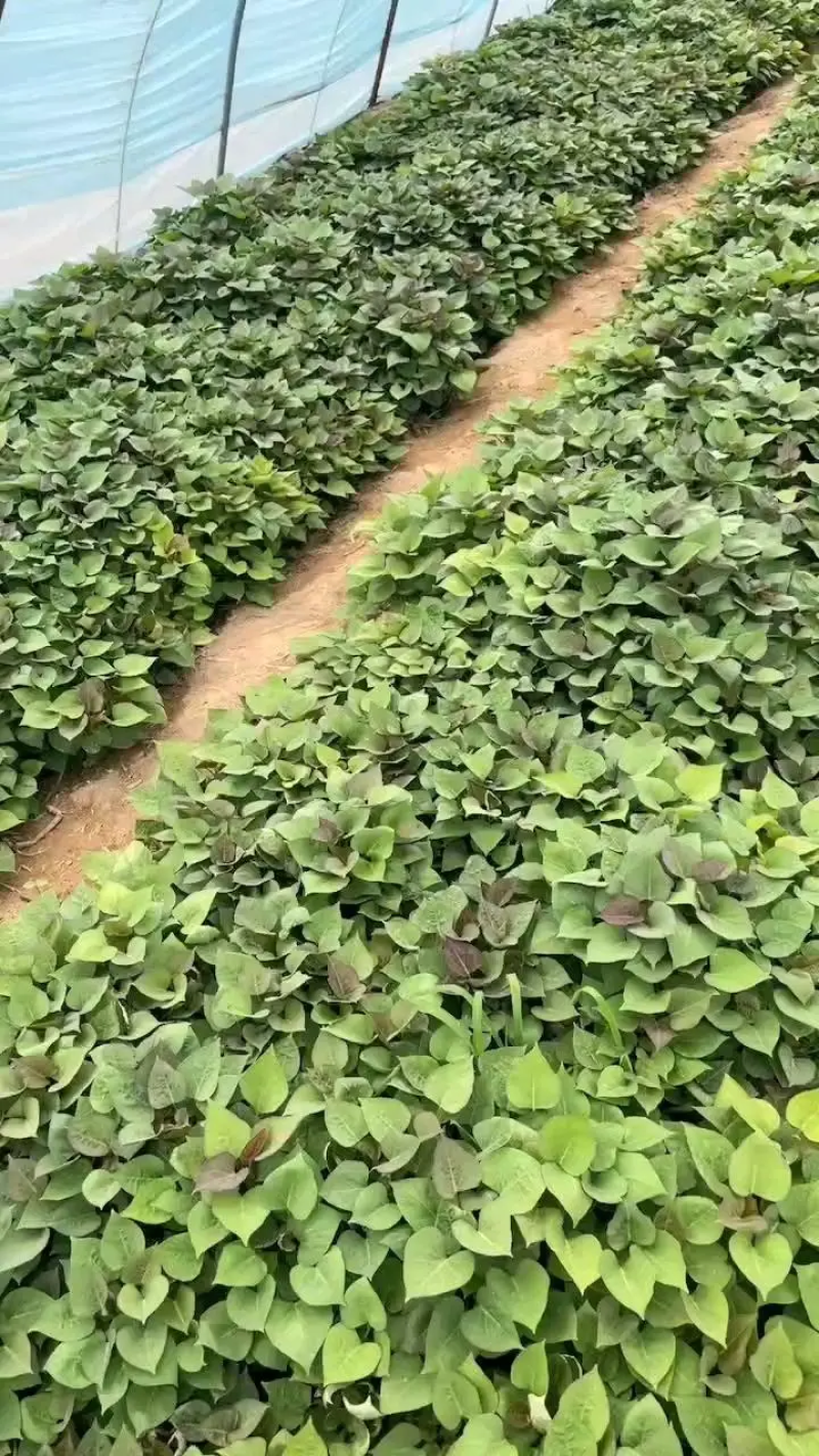 精品红薯苗蜜薯苗甜度高抗病性强高产欢迎咨询