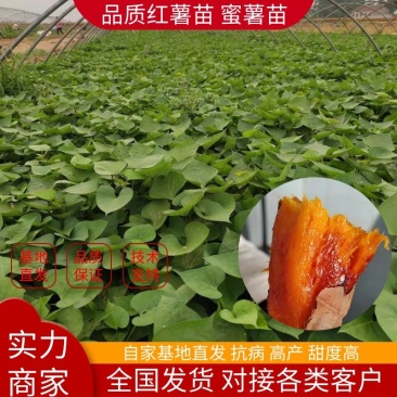 精品红薯苗蜜薯苗甜度高抗病性强高产欢迎咨询
