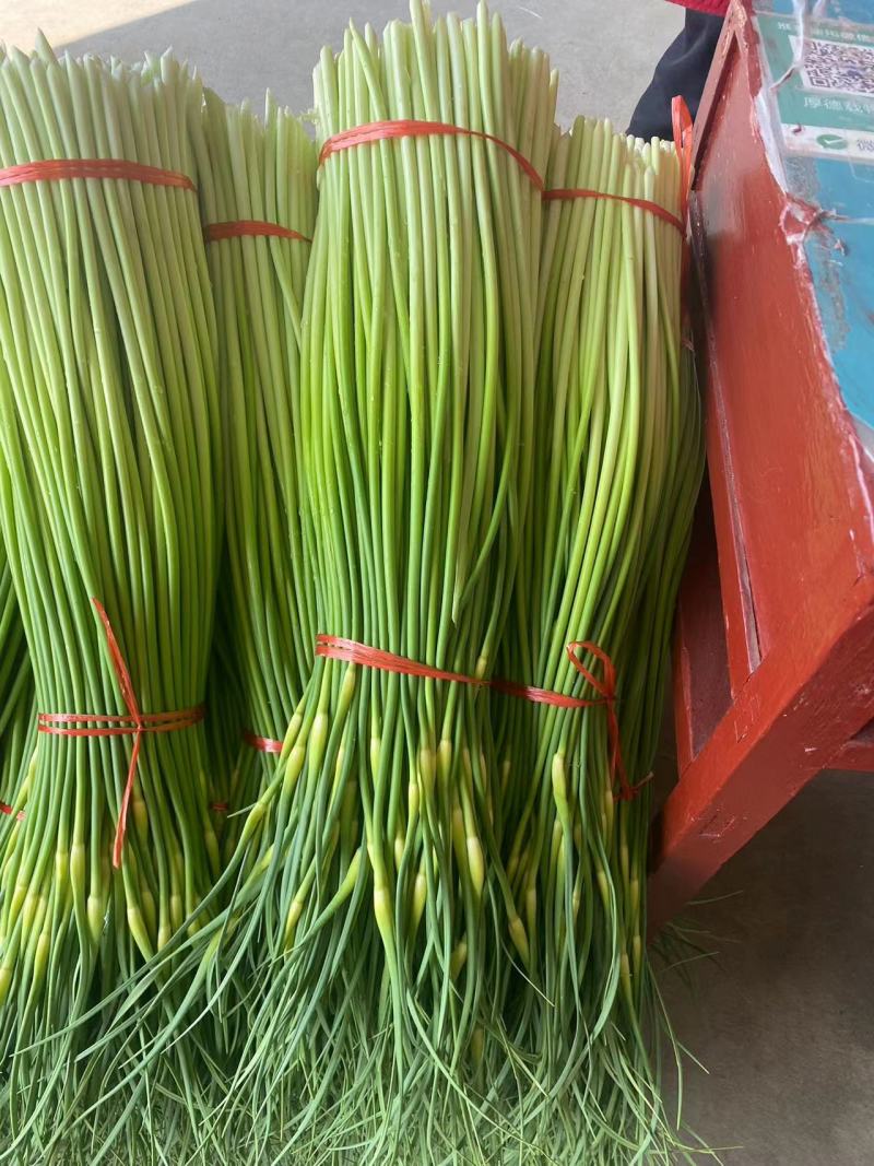 红帽蒜薹精品只做精品一手货源大量供货价格有优势