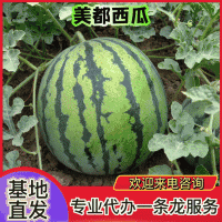 运城市夏县二茬有籽美都麒麟瓜新鲜采摘皮薄糖度高