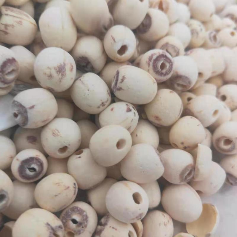 莲子去芯无硫磨皮白莲子新货江西产中药材批发供应