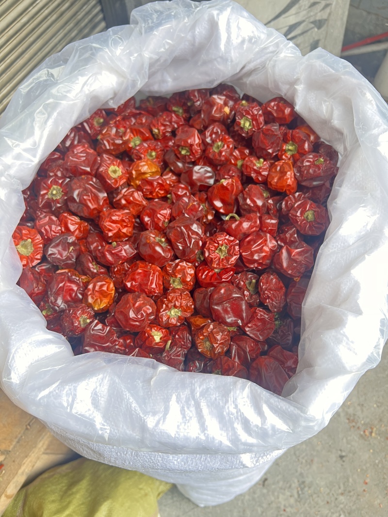 灯笼椒灯笼椒草莓椒干辣椒量大从优质量保证！