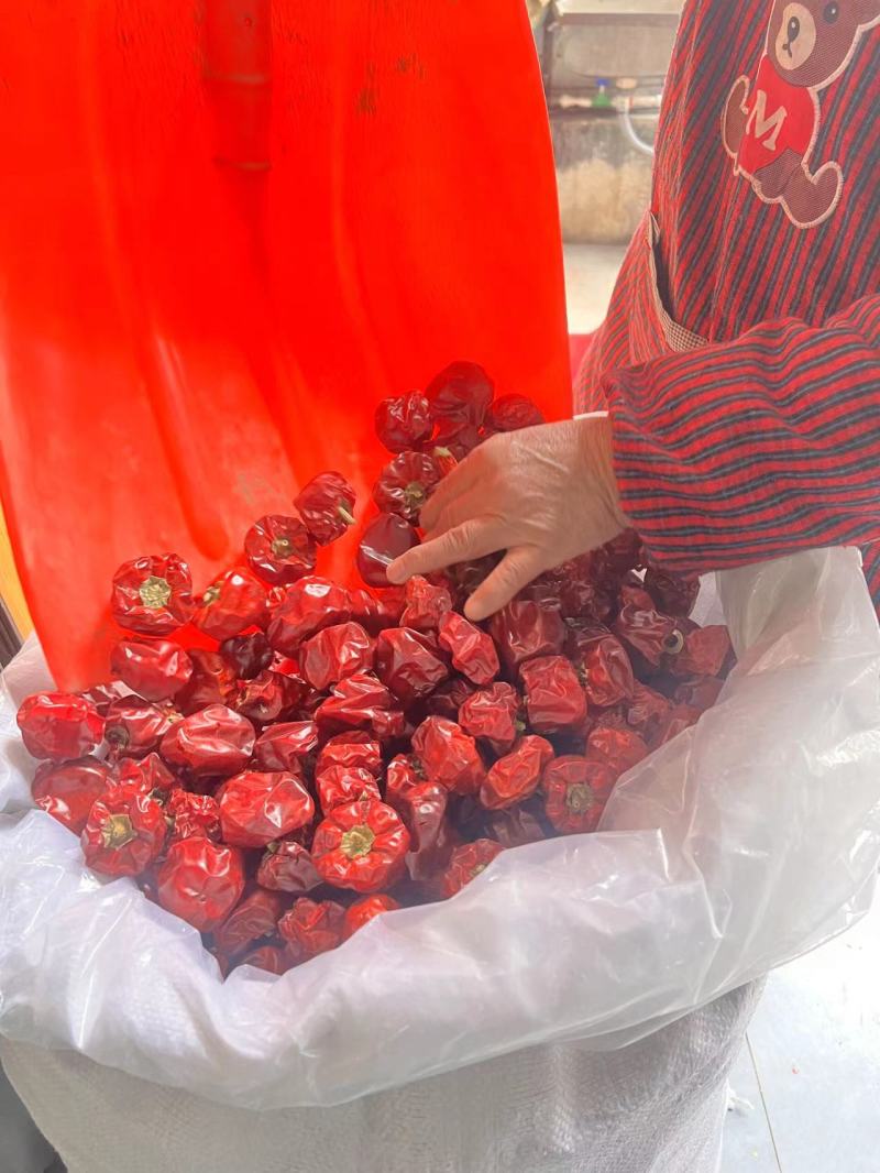 灯笼椒灯笼椒草莓椒干辣椒量大从优质量保证！