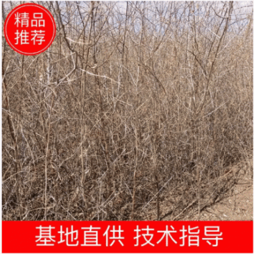 沙棘苗，大果沙棘，深秋红，沙棘扦插苗，籽播沙棘苗