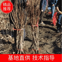 大金星山楂苗，大果山楂，嫁接山楂苗，山楂苗大量
