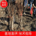 大金星山楂苗，大果山楂，嫁接山楂苗，山楂苗大量