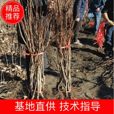 大金星山楂苗，大果山楂，嫁接山楂苗，山楂苗大量