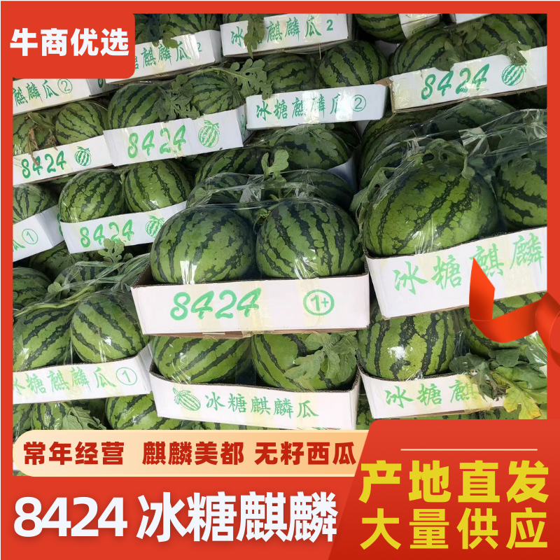 东台8424精品西瓜美都麒麟，有籽五籽大量现货。