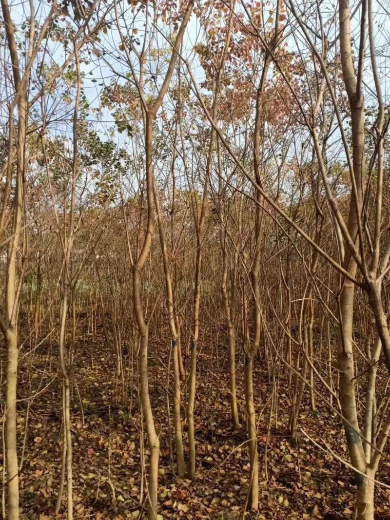 乌桕12公分，批量装车供应