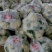 【实力】焦作博爱松花菜-量大从优-价格优惠-可视频看货