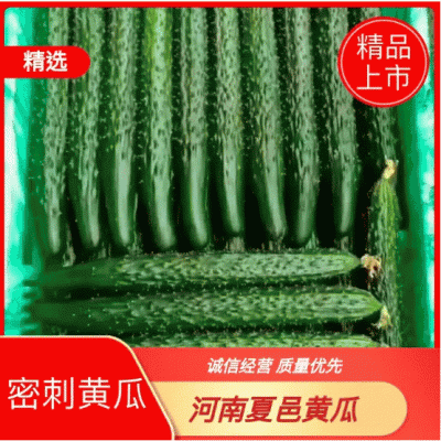 （黄瓜）电商.商超.市场.加工厂.大吨位供应
