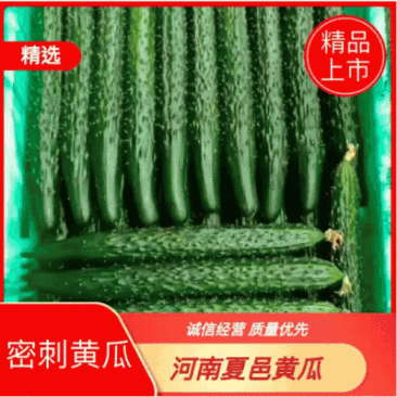 （黄瓜）电商.加工厂.市场.超市.常年大吨位供应