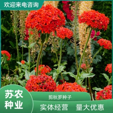 剪秋罗种子大花剪秋罗多年生可切花四季播种庭院盆栽花卉
