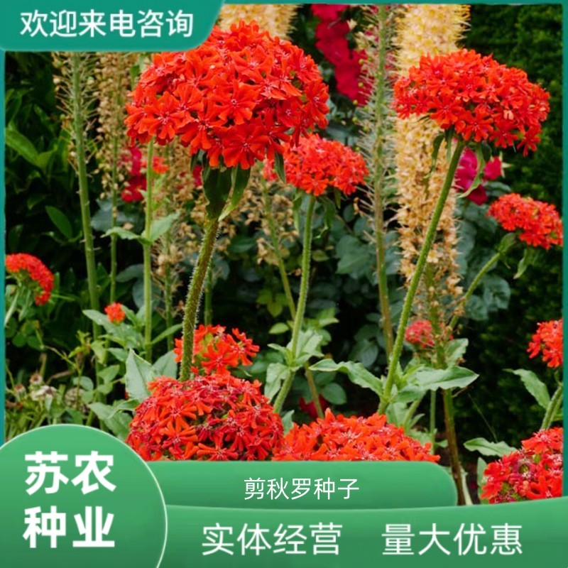 剪秋罗种子大花剪秋罗多年生可切花四季播种庭院盆栽花卉