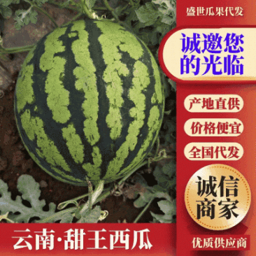 《优质推荐》甜王西瓜，品质好，糖分高，价格合理，专业代发