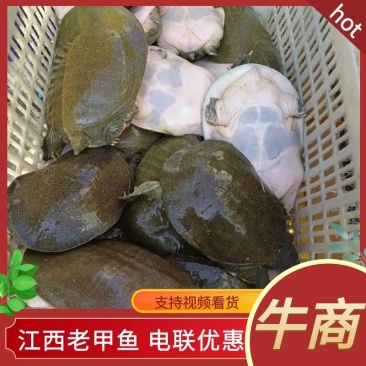 老甲鱼日本甲鱼，对接各地市场视频看货，货源充足，电联下单
