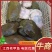 老甲鱼日本甲鱼，对接各地市场视频看货，货源充足，电联下单