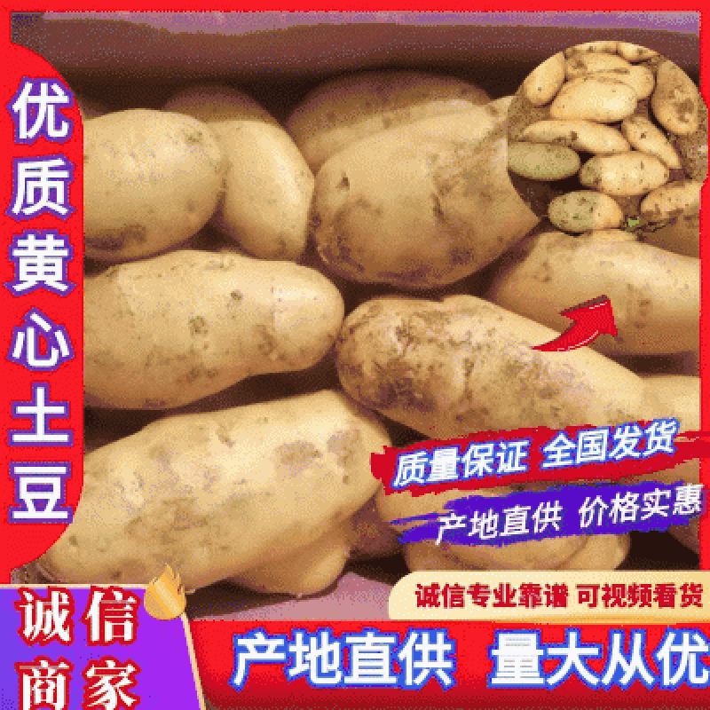 【实力】土豆黄心土豆大量上市，质量保证。产地现货