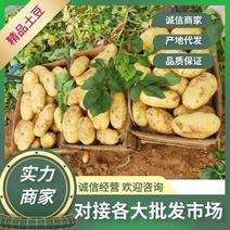 【实力】精品沃土五号优质荷兰ev土豆对接各大批发市场