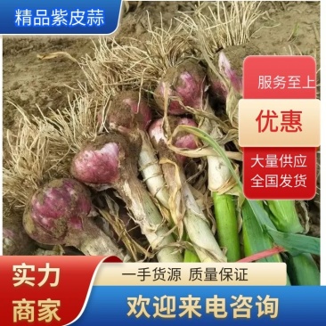 【实力】精品紫皮大蒜带苗大蒜包地产地直发质量保证