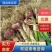 【实力】精品紫皮大蒜带苗大蒜包地产地直发质量保证