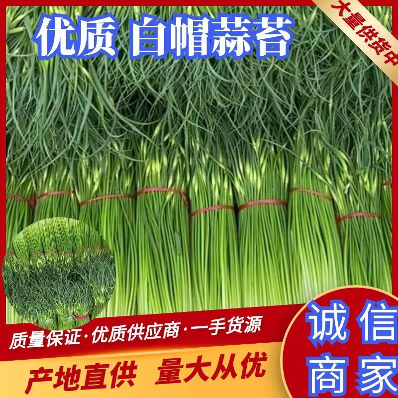 淮阳白帽蒜苔大量上市，专业的运营团队，全国发货。