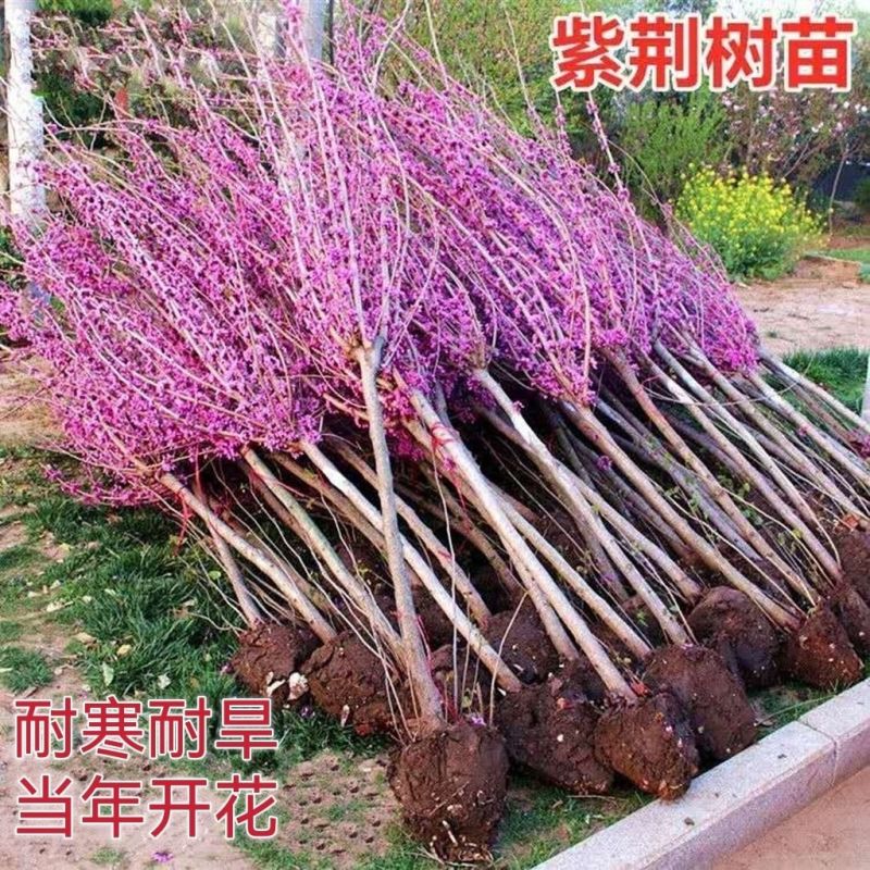 [精选]江苏宿迁紫荆花树苗盆栽紫荆花苗紫荆苗工程苗