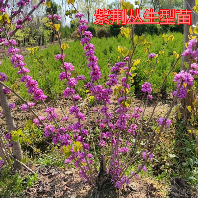 [精选]江苏宿迁紫荆花树苗盆栽紫荆花苗紫荆苗工程苗
