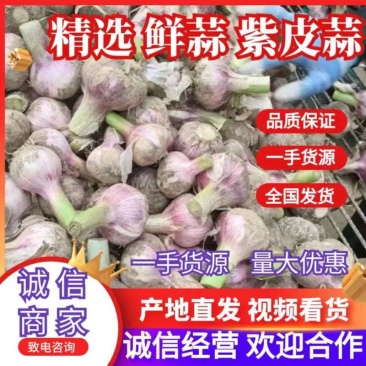 周口大蒜，淮阳鲜蒜红蒜大量上市，支持代发市场社区团购