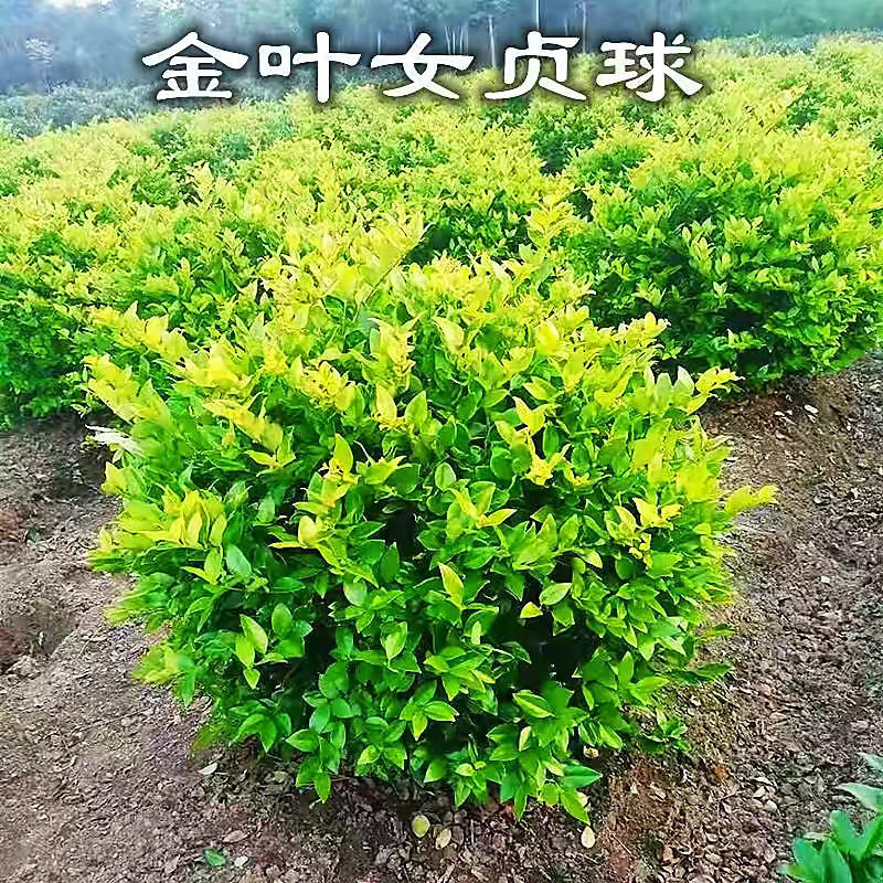 金叶女贞苗彩色苗木庭院别墅绿化苗绿篱围墙苗工程绿化苗