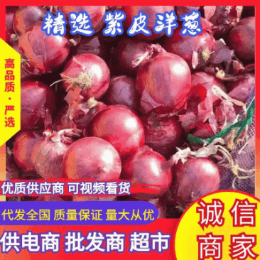 【优选】洋葱紫皮红美洋葱代发全国产地直发欢迎选购